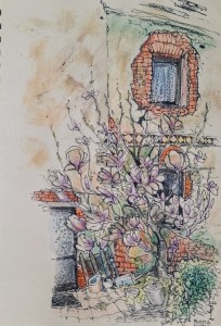 2024, Magnolie  v Lázně Bohdaneč, pero, pastelky a tužka, 20 x 15 cm